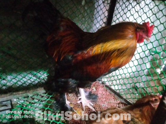লাল ব্রামহা মুরগী